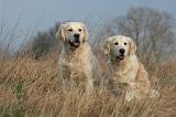 GOLDEN RETRIEVER 1031